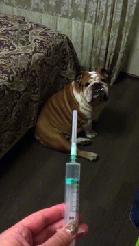 Лечимся собака прикол бульдог