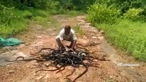 Crazy Moment Snake catcher releases Hundreds of Rat Snakes, Cobras and Vipers into forest - YouTube