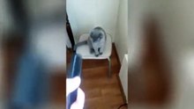 Которасчесная дразнилка. Смешные приколы кошки