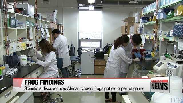 Scientists discover how African clawed frogs got extra pair of genes