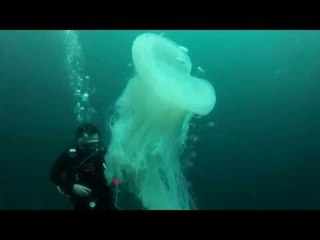 Scuba Divers Encounter Rare Jellyfish Beneath the Surface
