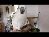 Smart Cockatoo Drinks From Cup