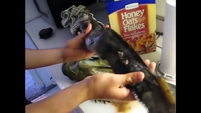 Berbagai Temuan Aneh Di Dalam Perut Ikan | Aneh Tapi Nyata