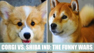 CORGI VS. SHIBA INU- THE FUNNY WARS