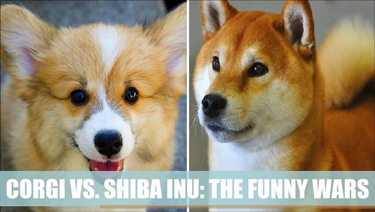 CORGI VS. SHIBA INU- THE FUNNY WARS