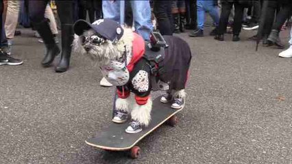 Los perros y sus dueños celebran Halloween con un desfile en Nueva York