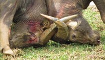Most Amazing Buffalo Fight Part 5 - Best Animal Fighting Videos