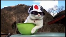 Best Funny Cats Video compilation for you guys to get rid of frustration 2016