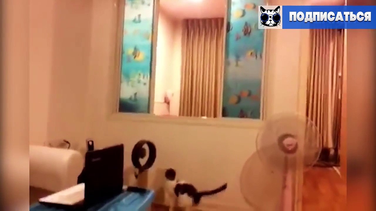 Коты-Cats-Funny Cats Compilation
