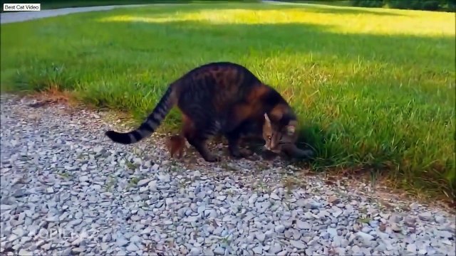 Funny CATS COMPILATION 2015 - Funny Videos 2015 ПРИКОЛЫ С КОТАМИ..