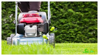 What Makes Fresh Cut Grass Smell?