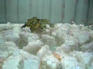 Canelle vs Creuvettes..Canelle 1 crevette0