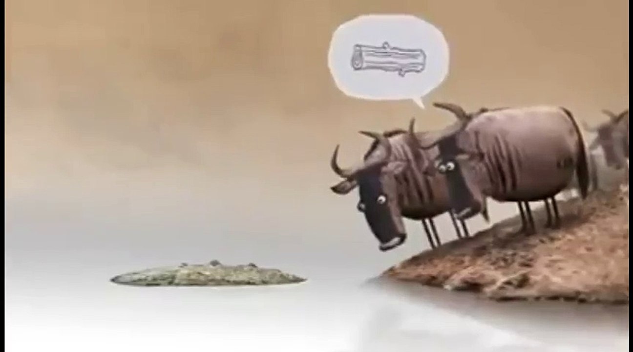 funny video two cow