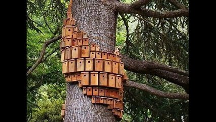 Wooden Trucks latest video