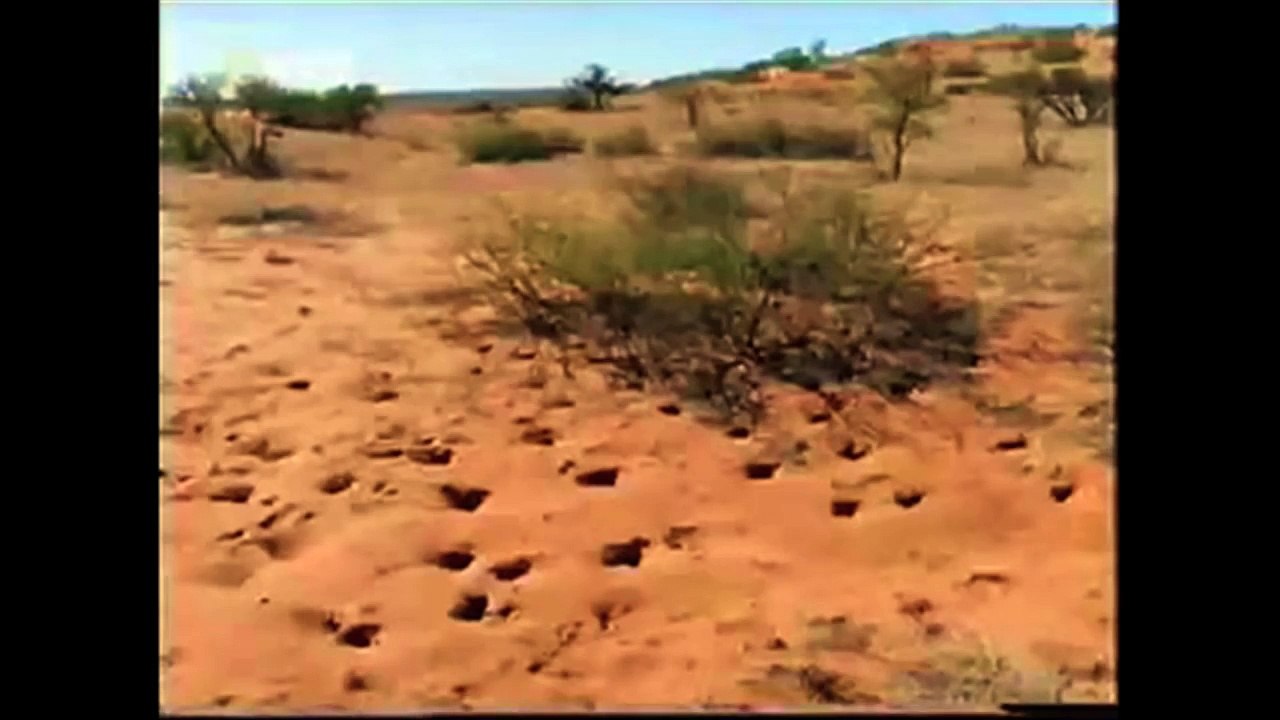 The Crazy Nastyass Honey Badger (original narration by Randall)