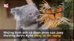 Chú Koala mồ côi gây sốt mạng xã hội
