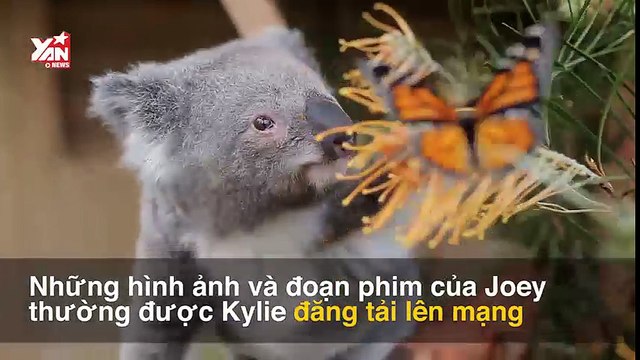 Chú Koala mồ côi gây sốt mạng xã hội