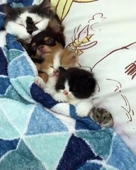 cat . dog . cat and mouse sleep