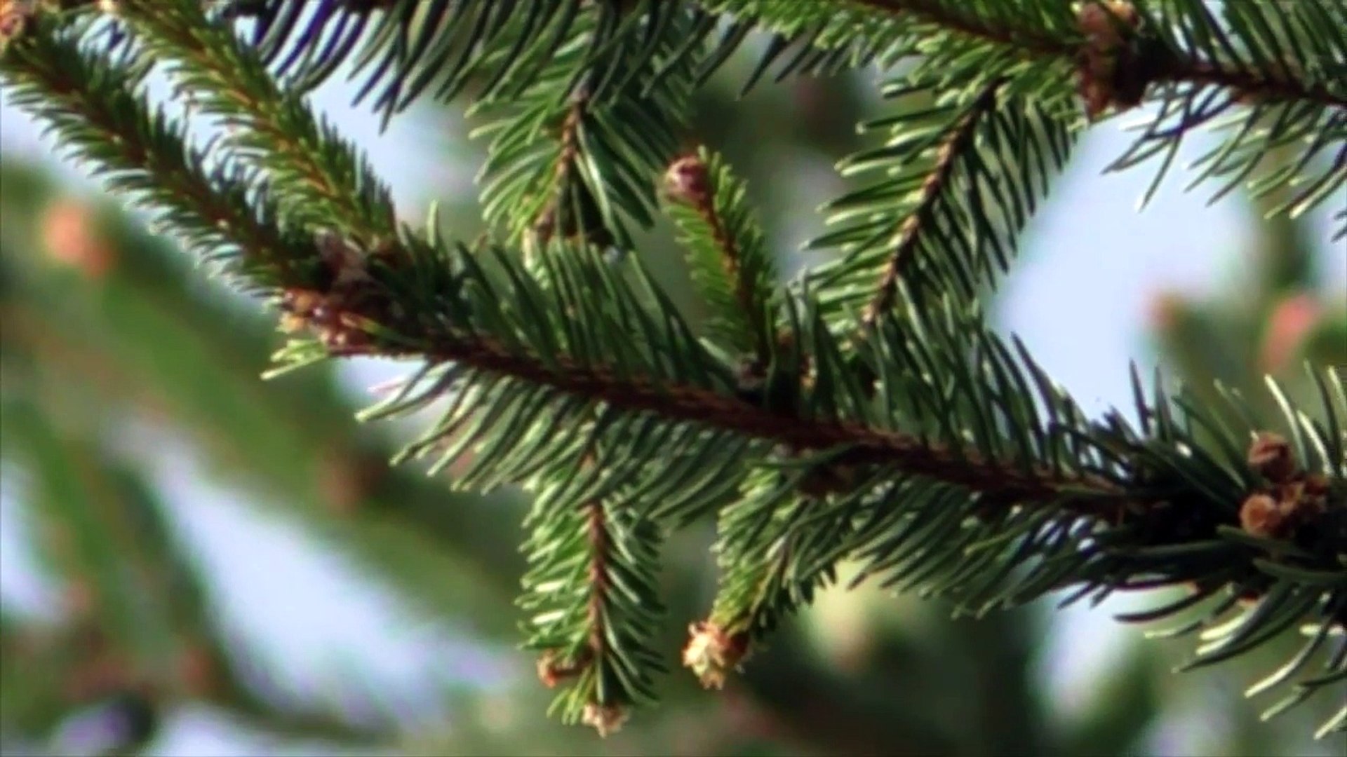 Посрещане | Welcoming