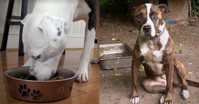 Vite a confronto: il cane amato e quello che vive in catena. Il video vi lascerà senza parole