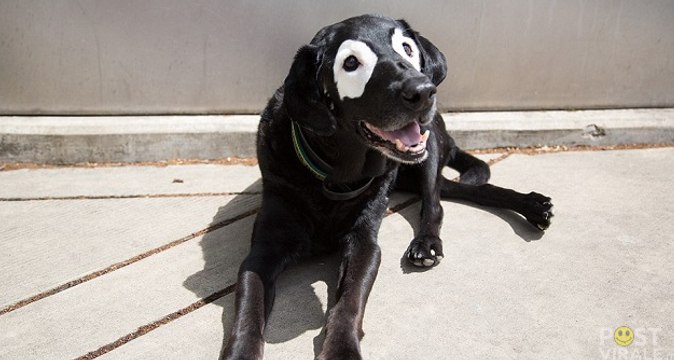 Ecco il labrador con la vitiligine che aiuta i bambini con la stessa patologia a non sentirsi diversi