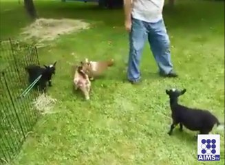 جیکی چن سے متاثر بکرے کے کرتب دیکھئے اس ویڈیو میں