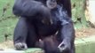 Smoking Azalea Chimpanzee From a Zoo