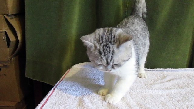 Chaton british shorthair a vendre : Heart's Desire's malick