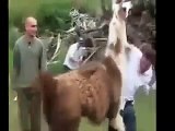 Top 10 Pakistani Funny Clips 2017 ▶ funny videos  clips Funny Animals Desi Funny Videos 2016