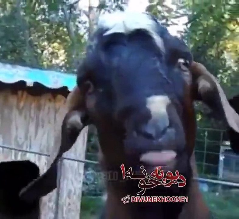goat voice