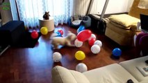 Funny Dogs Chasing Balloons 2016