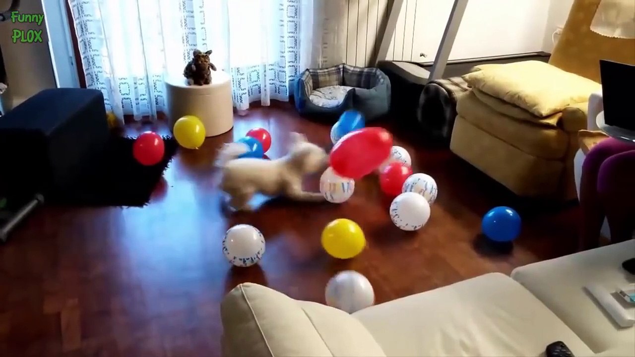 Funny Dogs Chasing Balloons 2016