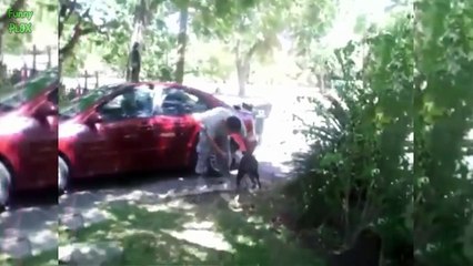 Dogs Welcoming Soldiers Home Compilation 2016