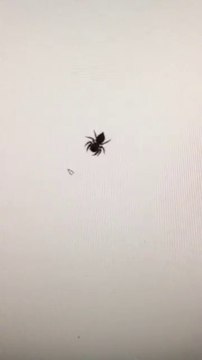 Araignée vs Curseur de souris