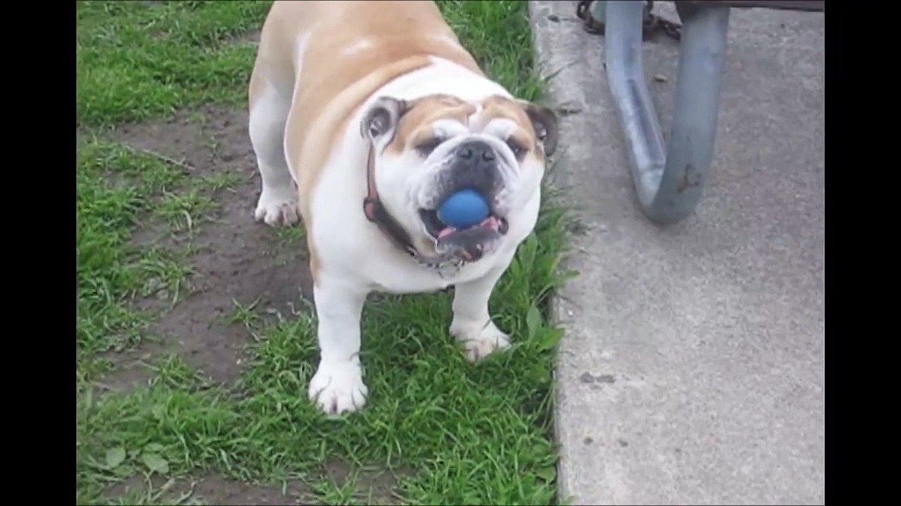 T'as déjà vu un chien qui jongle