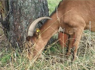 Koze osnovni izvor prihoda, 23. oktobar 2016. (RTV Bor)