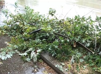 Jesenje orezivanje drveća u Boru, 23. oktobar 2016. (RTV Bor)