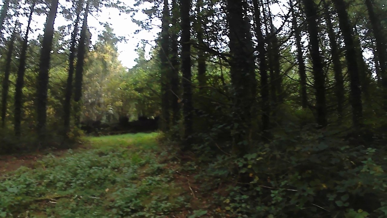 Balsamine de l'himalaya