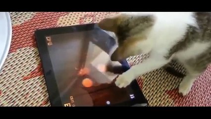 Gatti che fanno ridere troppo