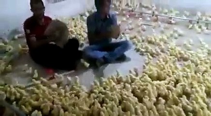 Des millions de poussins qui dansent