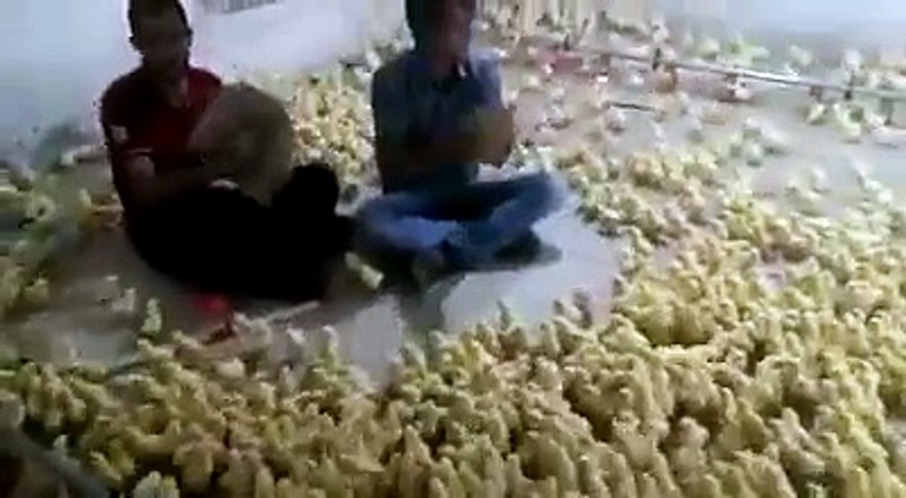 Des millions de poussins qui dansent