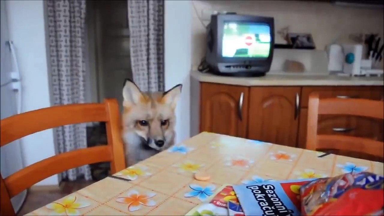 Renard mignon
