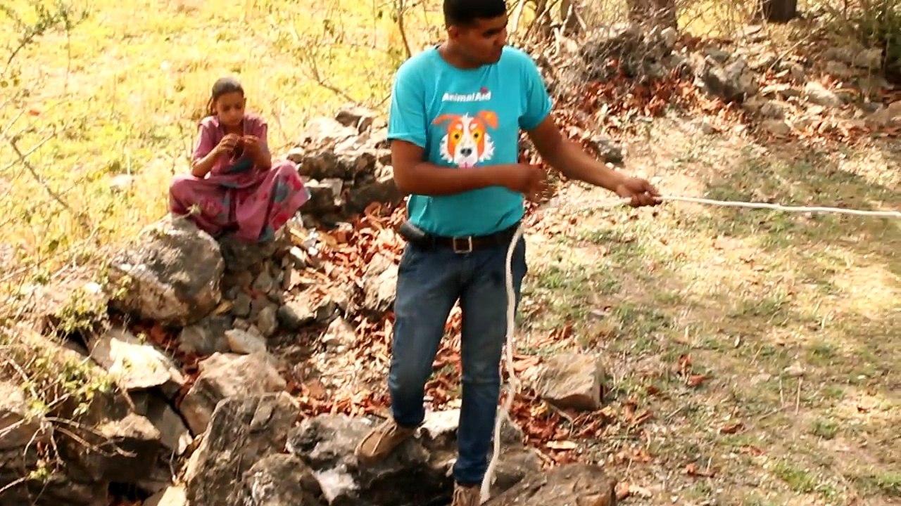 Donkey falls and is trapped in a pit, rescued just in time