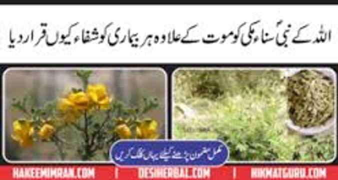 Sana Makki Ke Fayde Health Benefits of Senna Herb Leaves سناء مکی کے فائدے