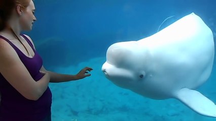 Funny Beluga Whale And Little Girl