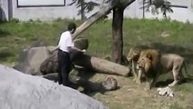 Crazy Man Jumps Into Lion Enclosure At The Taipei Zoo In Taiwan And Gets Attacked
