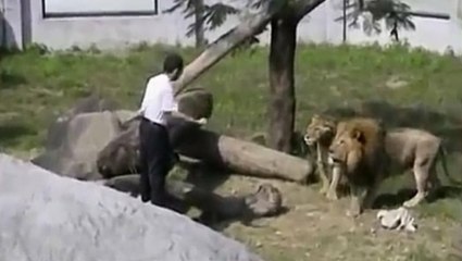 Crazy Man Jumps Into Lion Enclosure At The Taipei Zoo In Taiwan And Gets Attacked