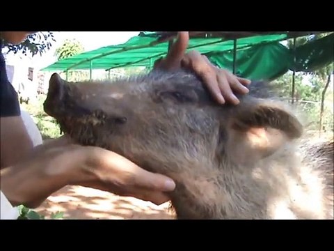 Introducing Stacey, our rescued paralysed pig
