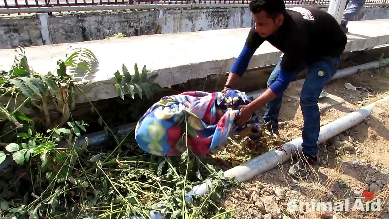 Leg cut off by train, sweetest dog still wags tail