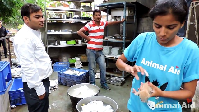 Newborn orphaned kittens trapped in exhaust duct rescued